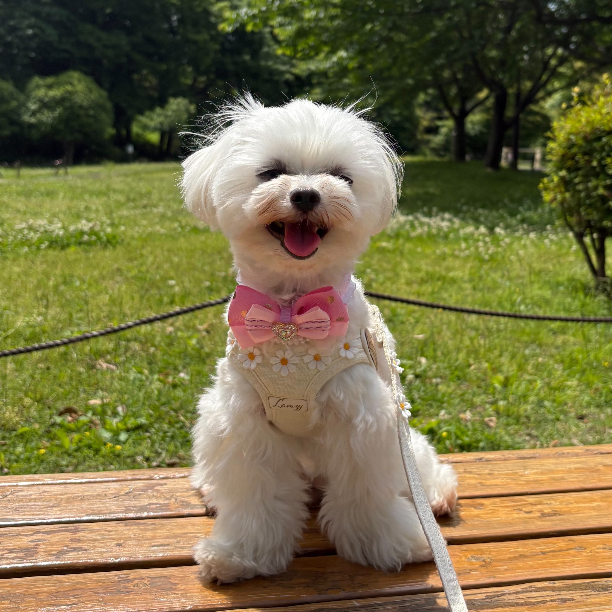 ☆卒業犬かずはちゃんの近況☆